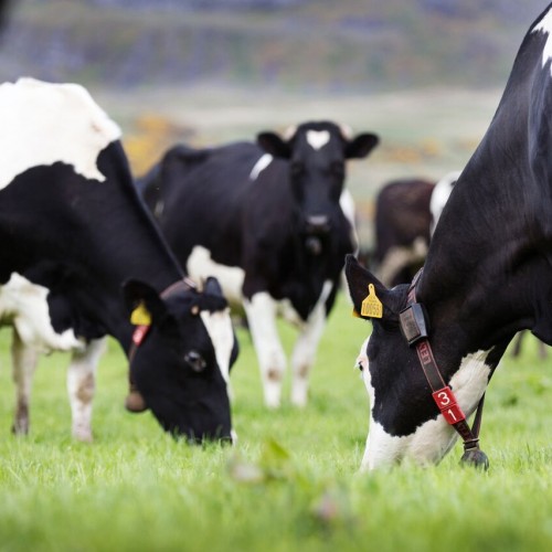 Katy Rodgers Dairy cow herd
