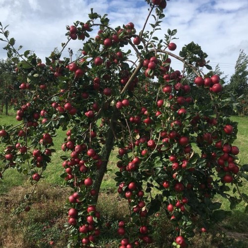 Appley Ever After : Farm Fresh Apple Juices